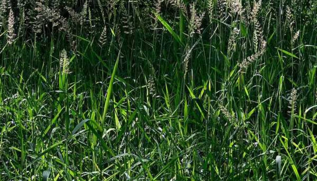 Gras