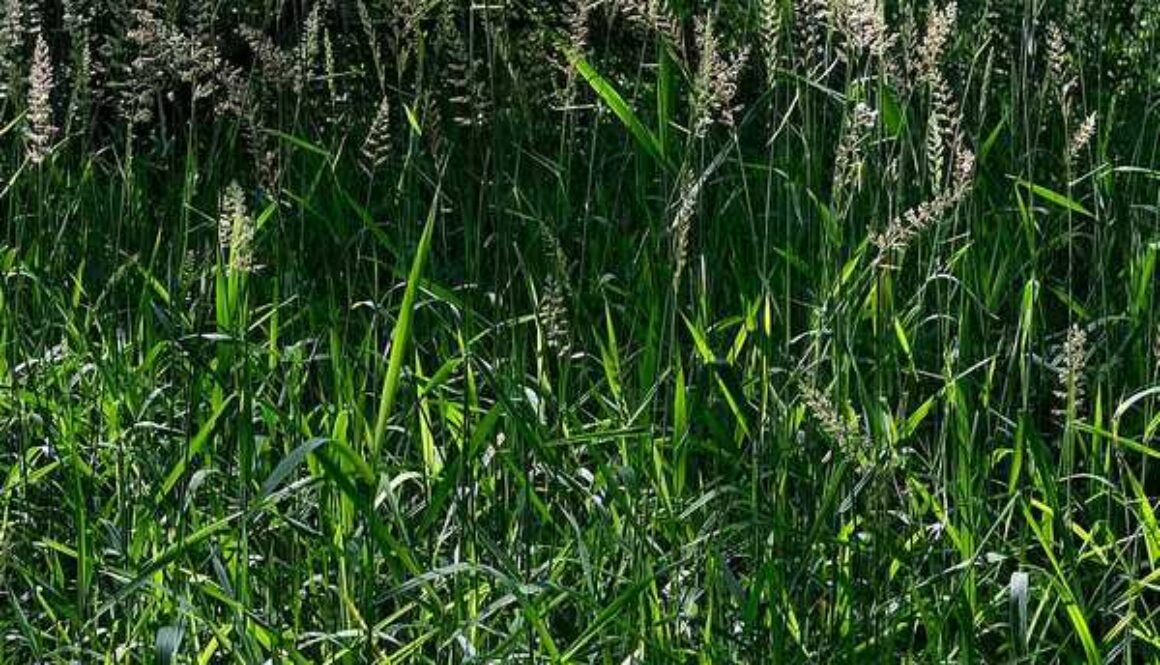 Gras